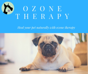 Chronic condition, like ear infections in dogs, can be easily treated with natural ozone therapy!