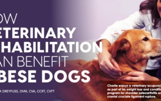 Veterinary Rehabilitation