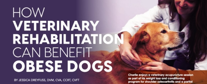 Veterinary Rehabilitation