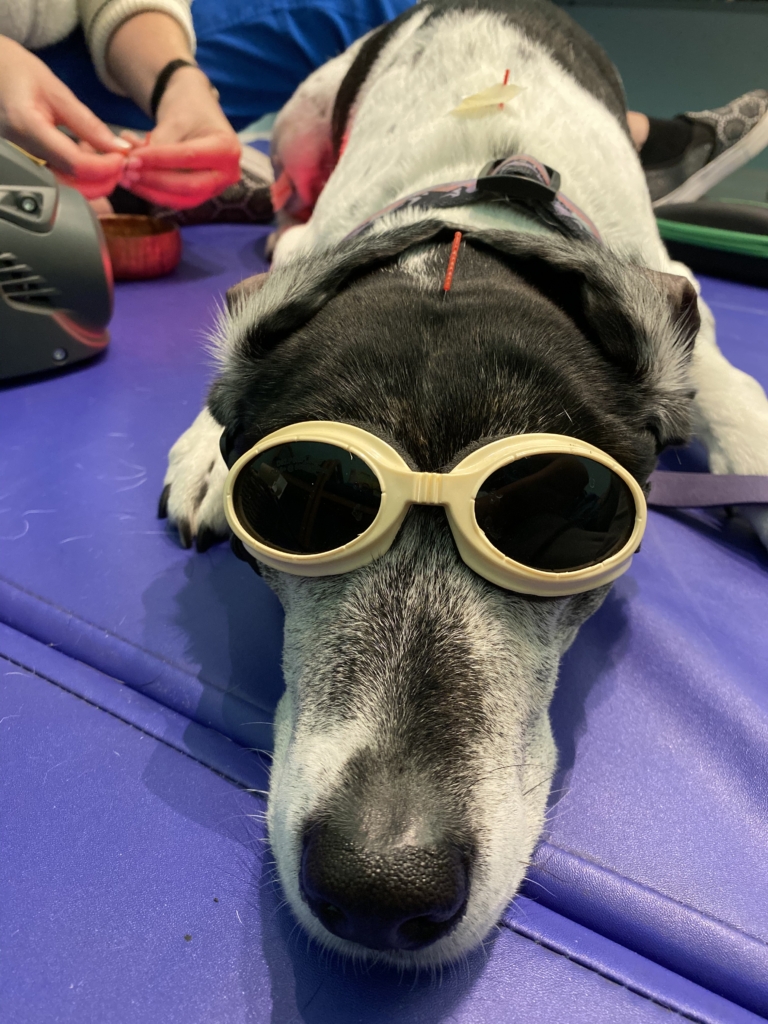 doggles for laser therapy