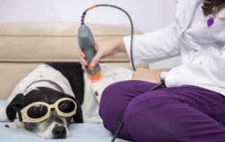 Roxy receives laser therapy for her cranial cruciate ligament rupture.