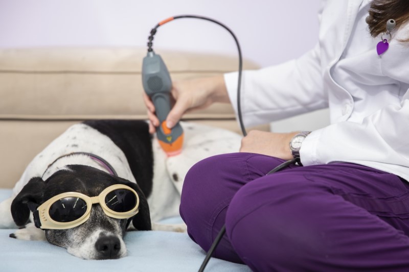Roxy receives laser therapy for her cranial cruciate ligament rupture.
