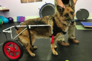 A German Shepherd dog smiles happily enjoying the mobility of his wheelchair