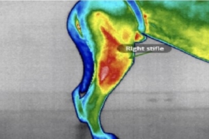 An infrared thermal image of knee damage in a dog