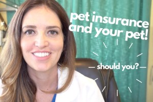 Photo of Dr Jessie discussing pet insurance.