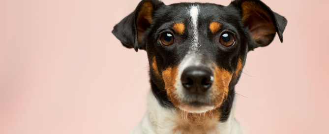 Vitamin D in the dog