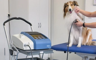 shockwave therapy and dog osteoarthritis