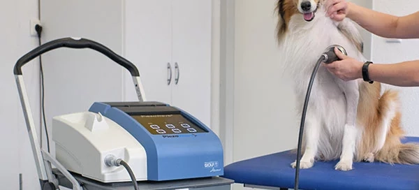 shockwave therapy and dog osteoarthritis