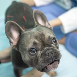 Indy loves his acupuncture therapy! Indy loves his acupuncture therapy!