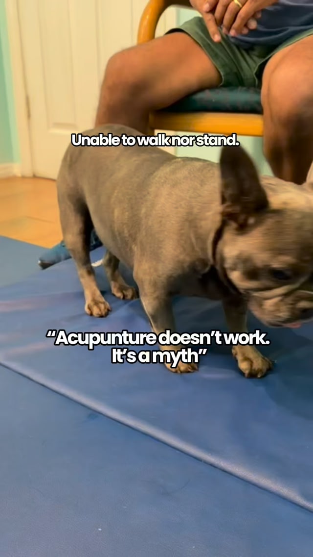 Healing Paws Center