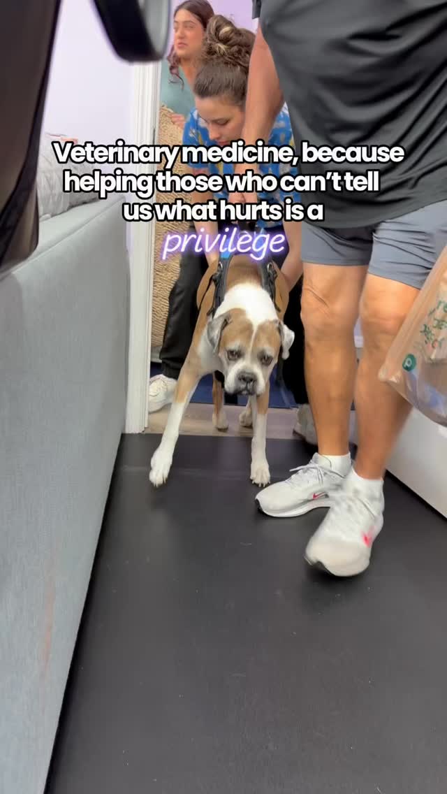 Healing Paws Center